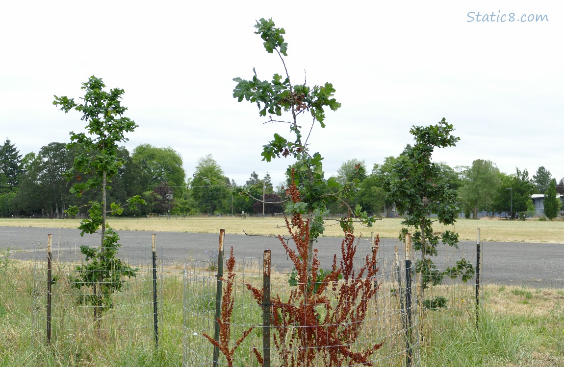 Oak saplings in front of a parking lot and trees in the distance