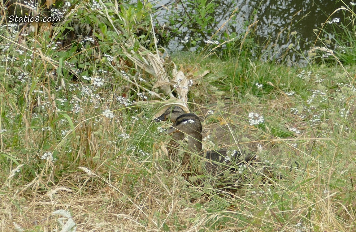 Mallard ducks walking up the bank