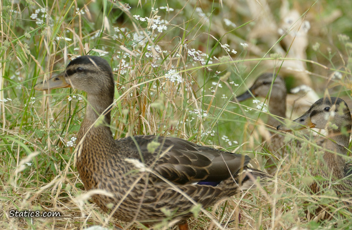 Mallard ducks walking in the grass