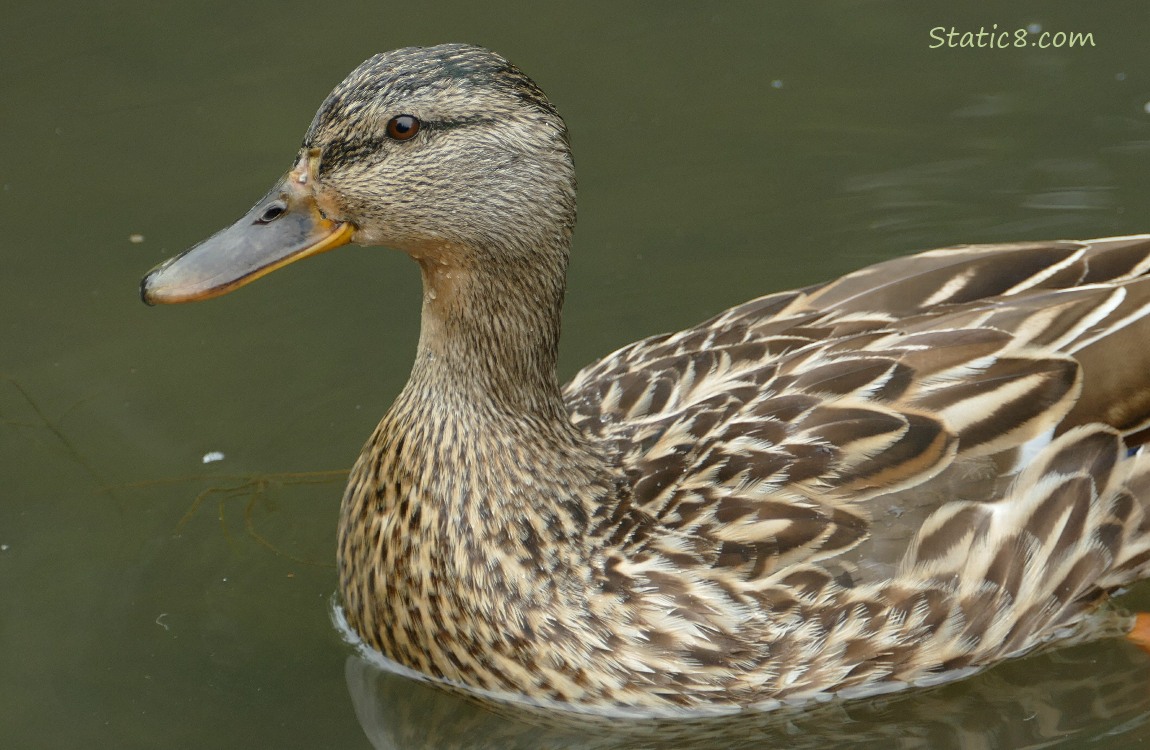 Close up of Mama Mallard, paddling on the water