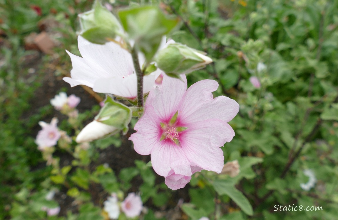 Pink flower blooms