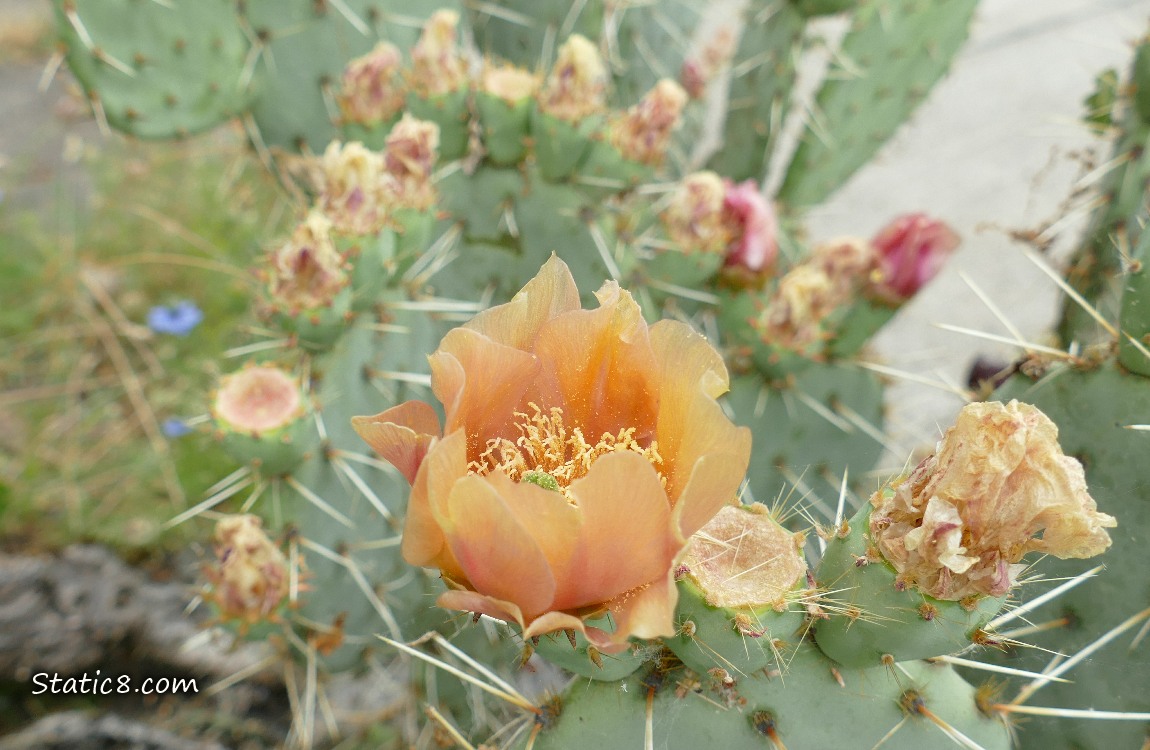 Prickly Pear bloom on the plant