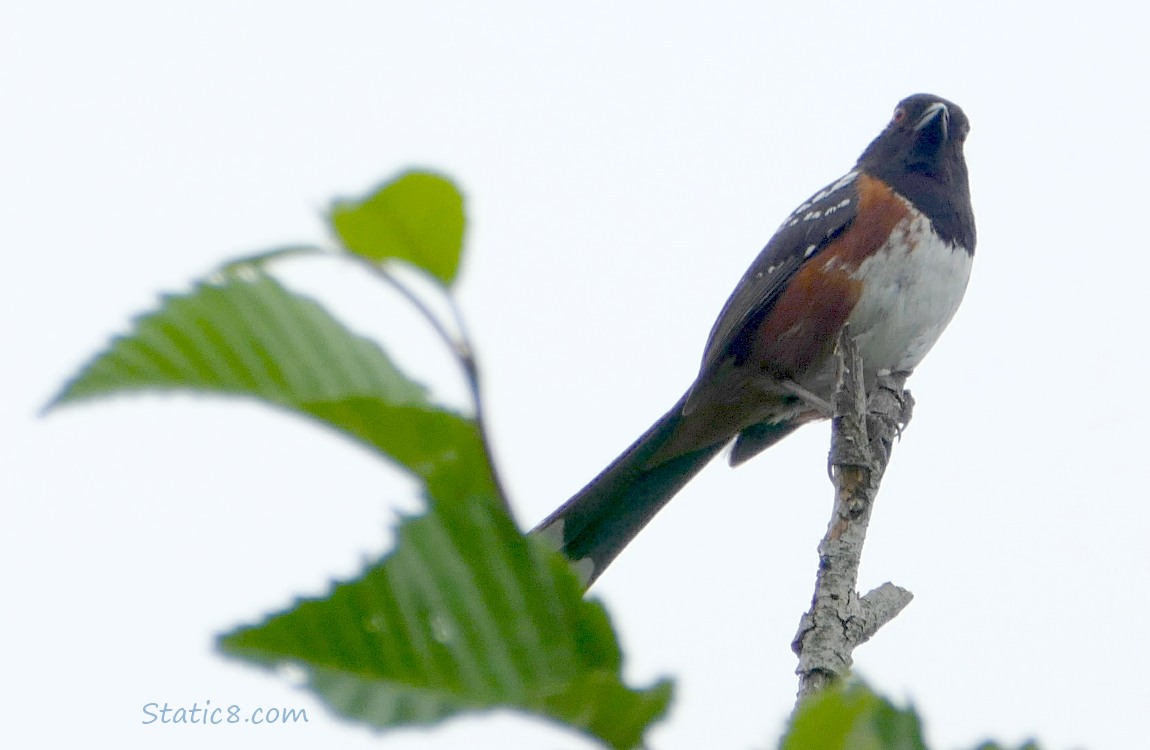 Towhee standing at the top of a dead twig