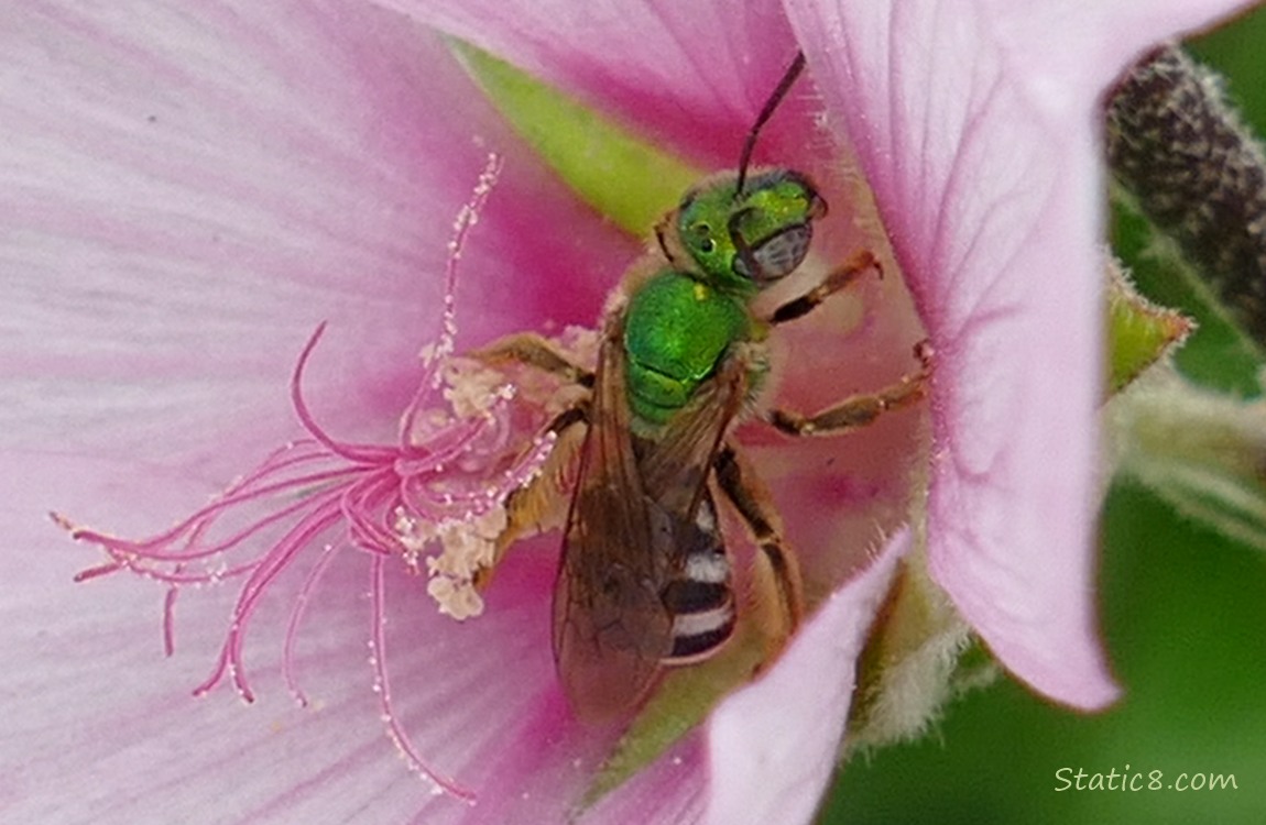 Metallic Green Bee inside a pink flower