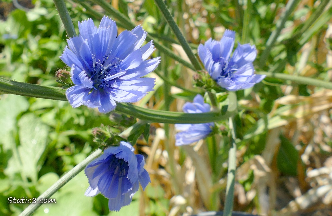 Looking down at chicory blooms