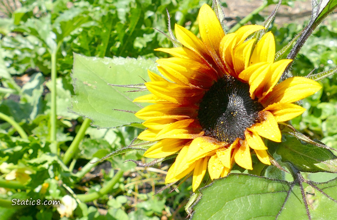 Sunflower blooming
