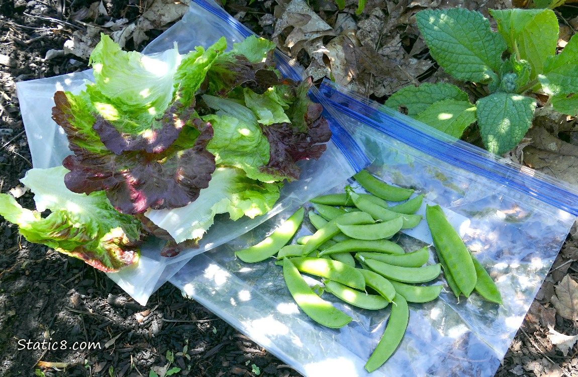 Harvested purple lettuce leaves and snap peas, lying on a ziplock on the ground