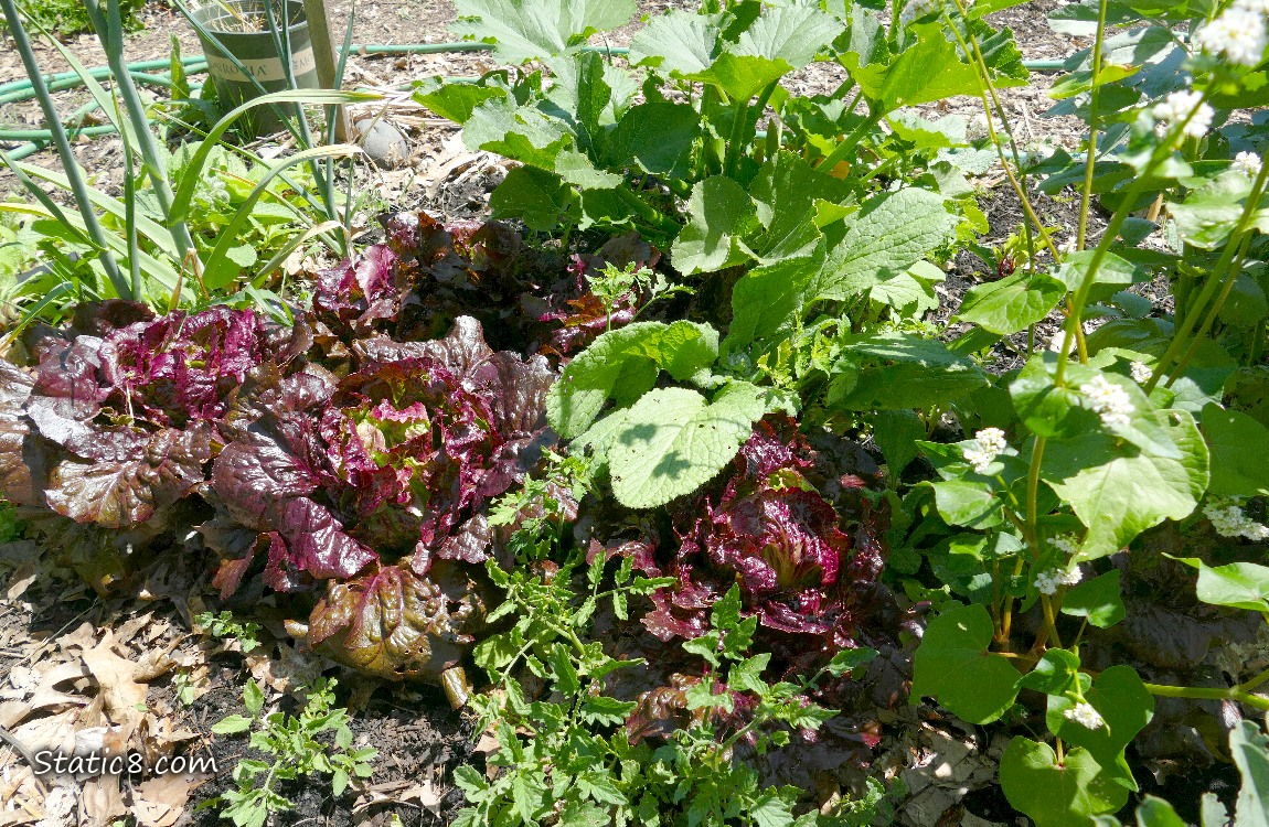 Garden plot with purple lettuce