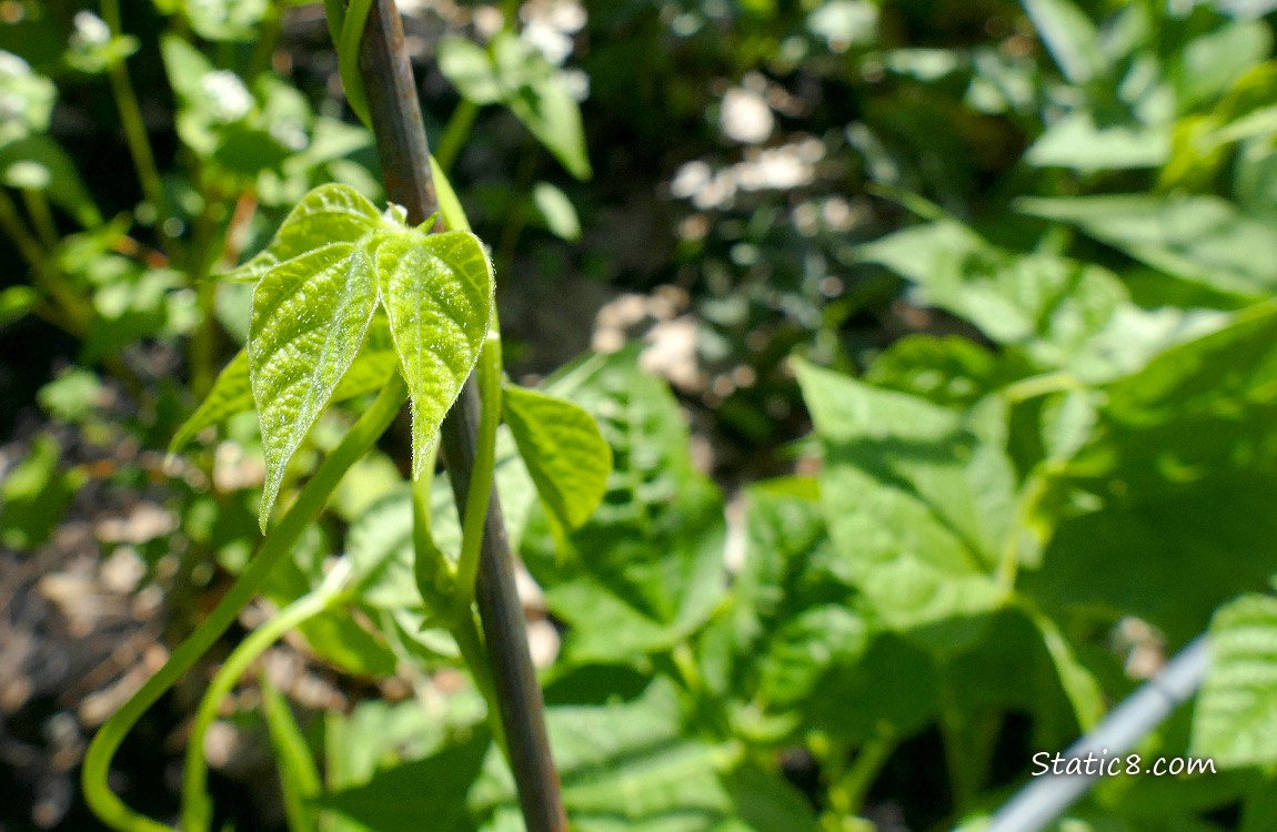Close up of beans vining up a wire trellis