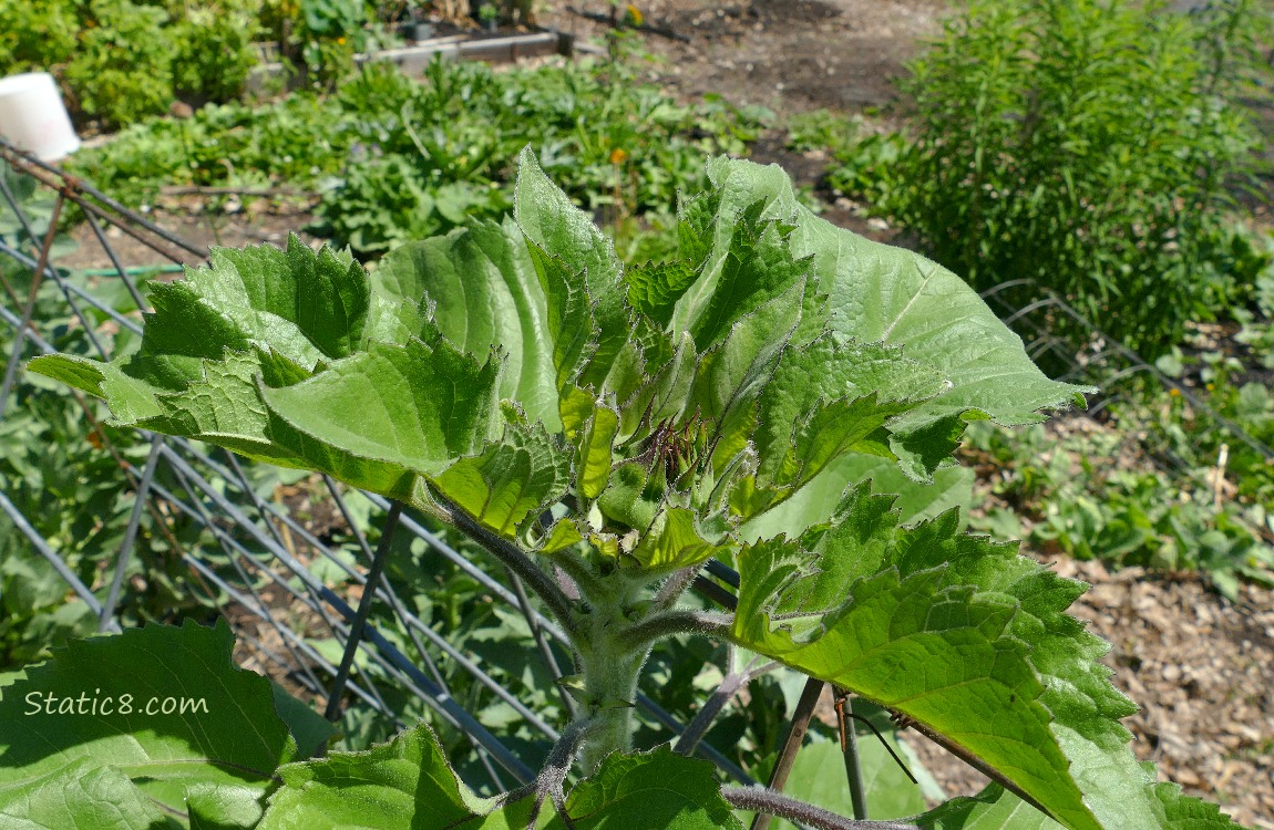 Sunflower growing thru a wire trellis