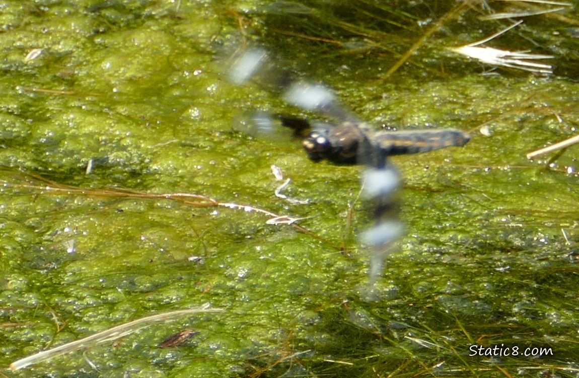 Flying dragonfly over the green water