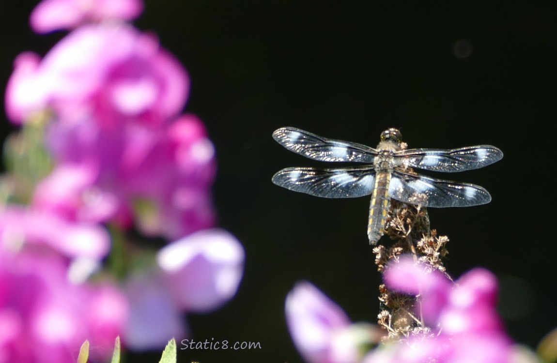 Dragonfly standing on a twig, past pink blooms