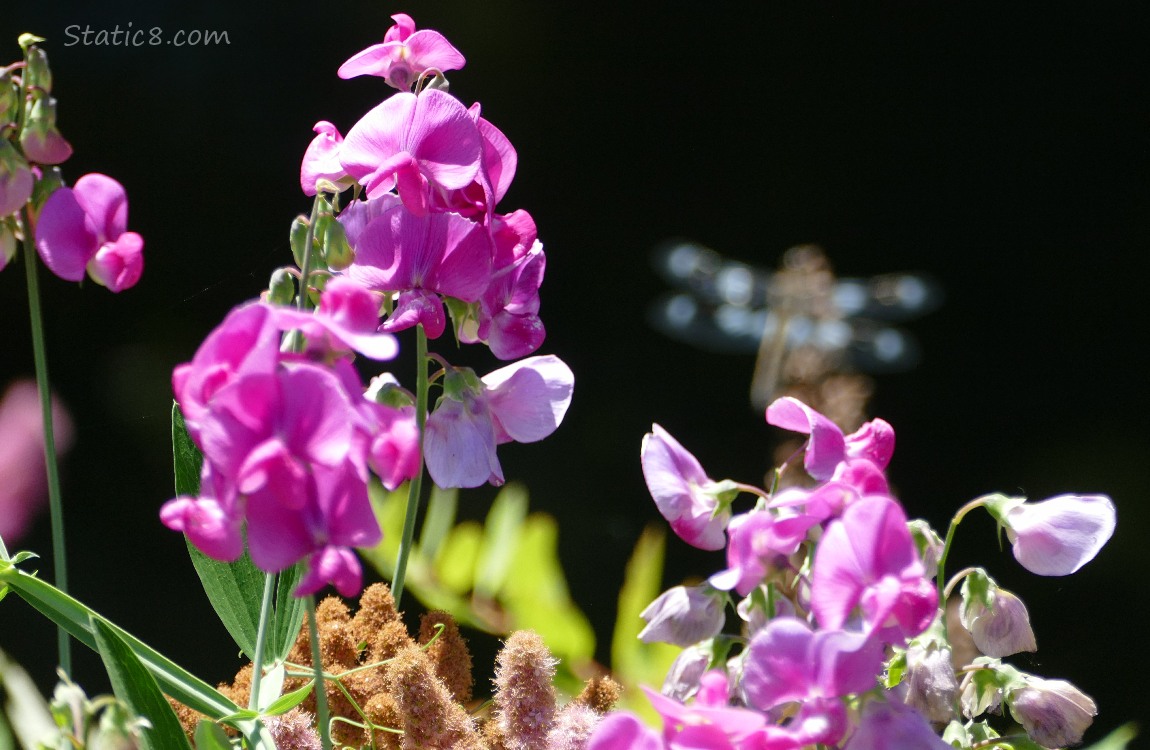 Pink Sweet Pea blooms