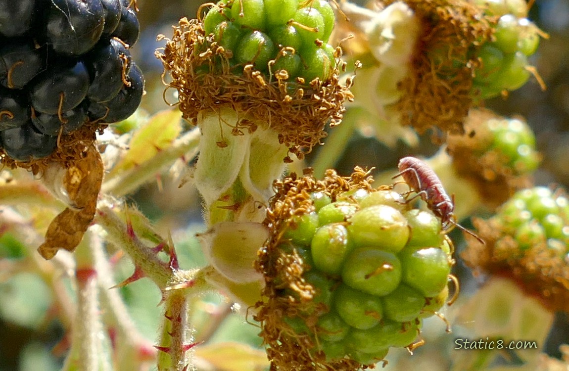 Bug on a green blackberry fruit, ripening on the vine