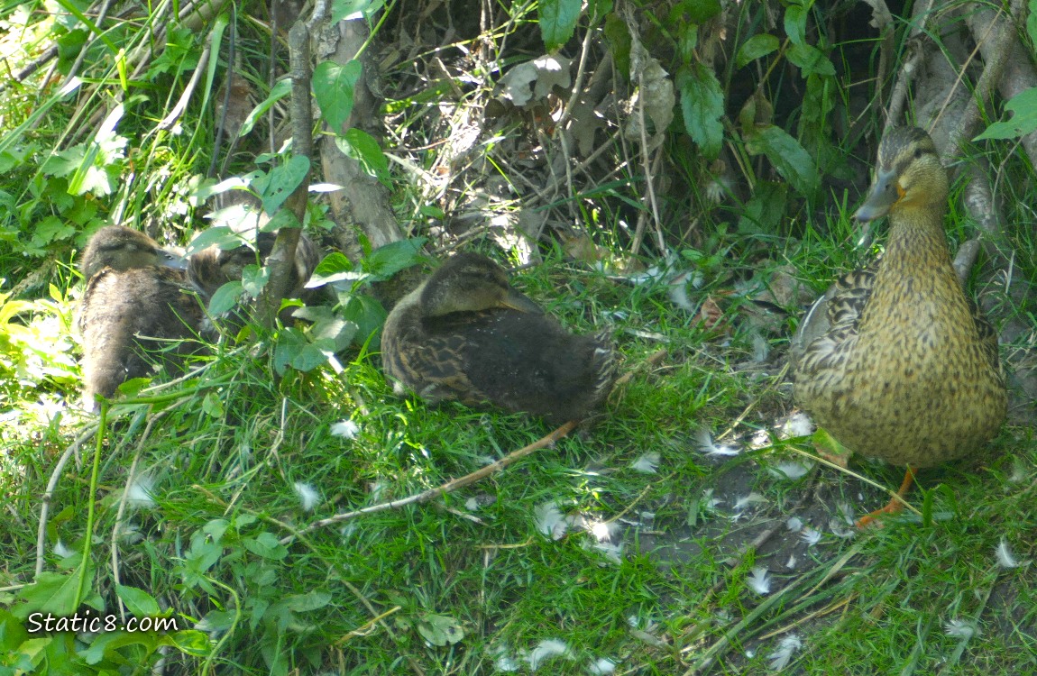 Ducklings and Mama Mallard sitting in the grass