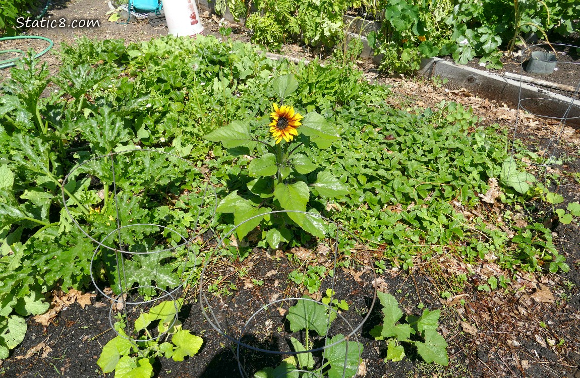 Sunflower blooming in a garden plot