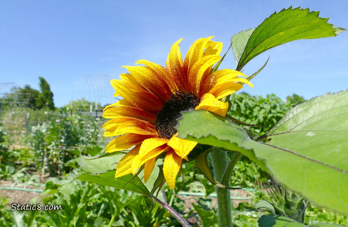 Sunflower blooming in front of a blue sky