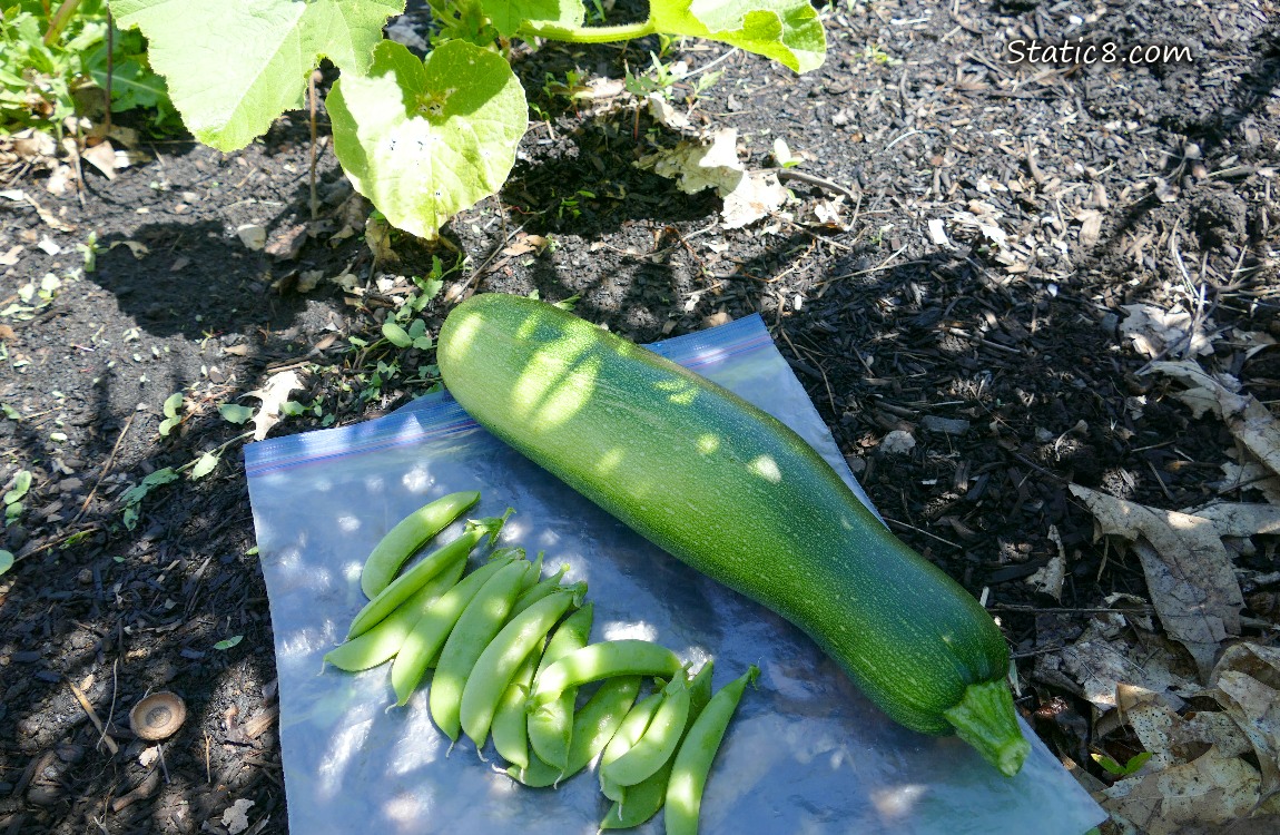 Harvested Zucchini and Snap Peas on a ziplock on the ground