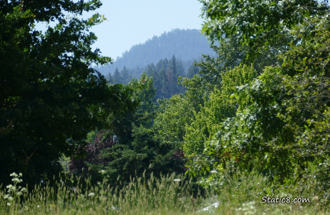 Trees on the hill in the distance