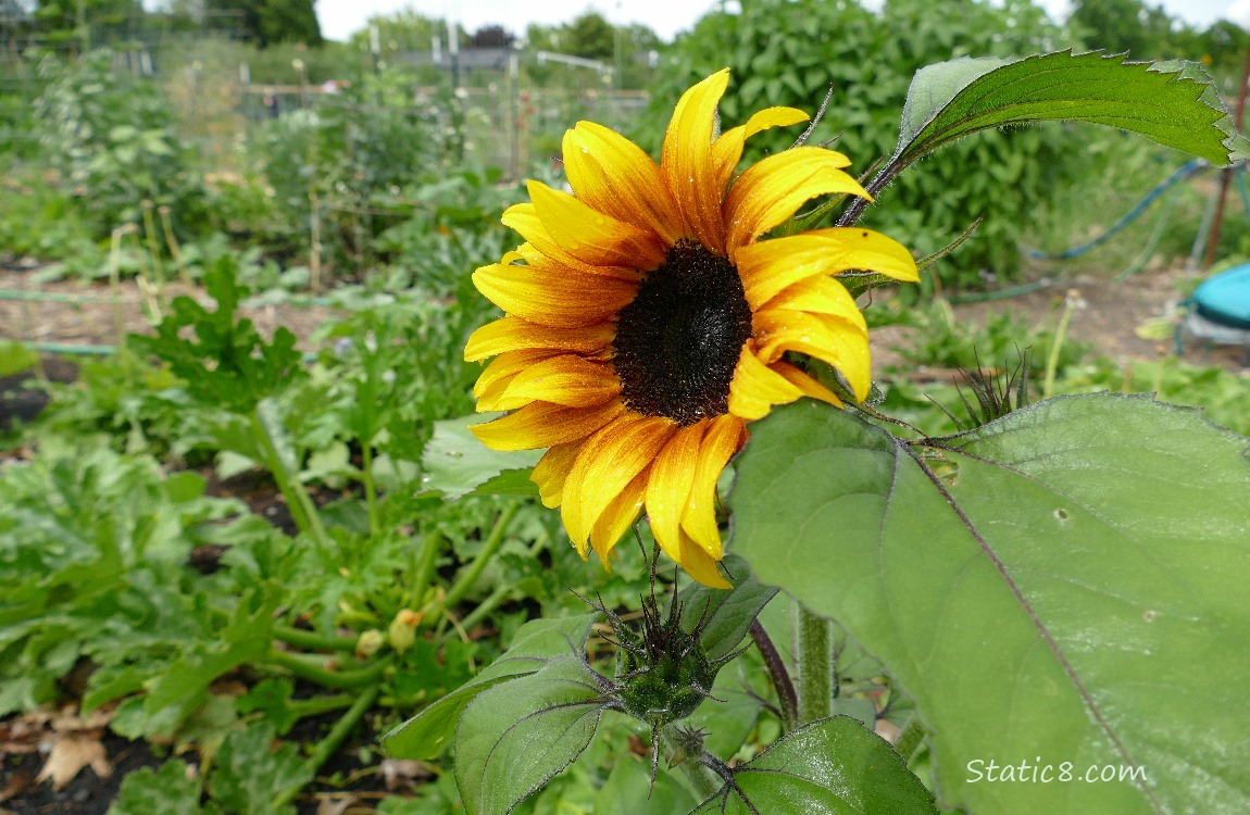 Sunflower and Zucchini plants in the background
