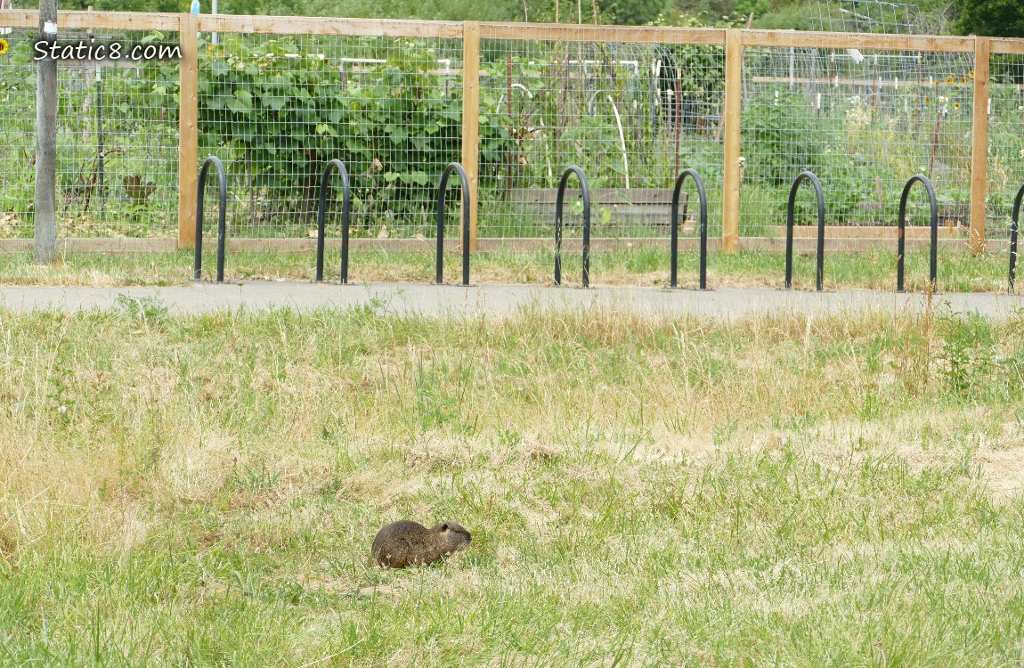 Nutria sitting in the grass with the community garden fence in the background