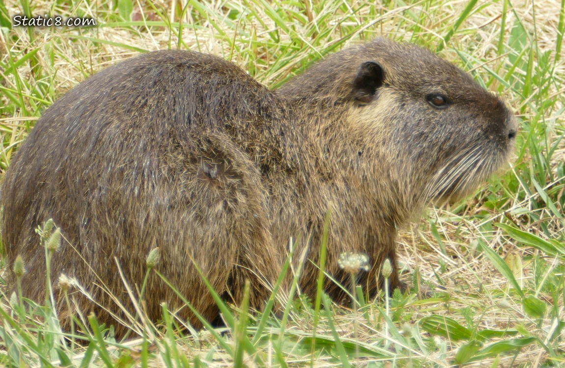 Nutria sitting in the grass