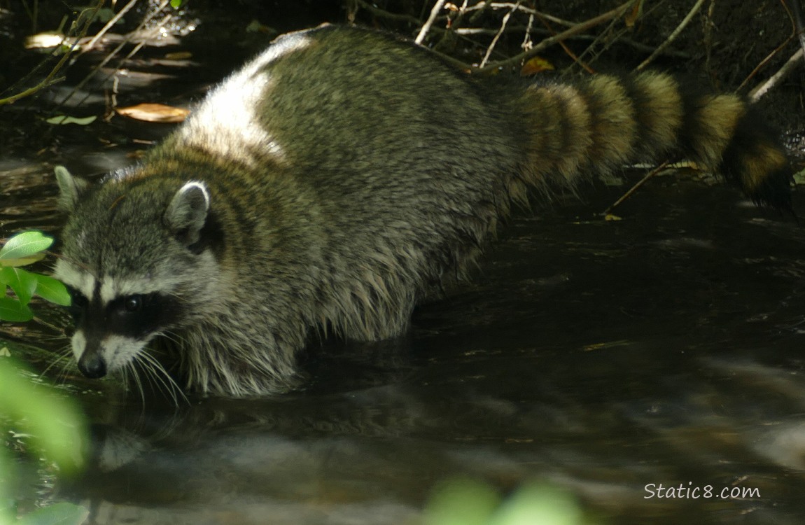 Raccoon standing in shallow water