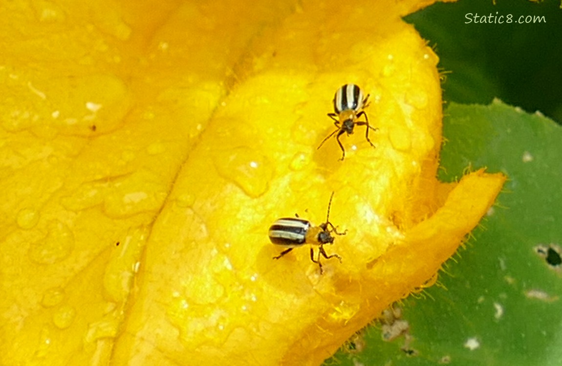 Striped Cucumber Beetles on a squash bloom
