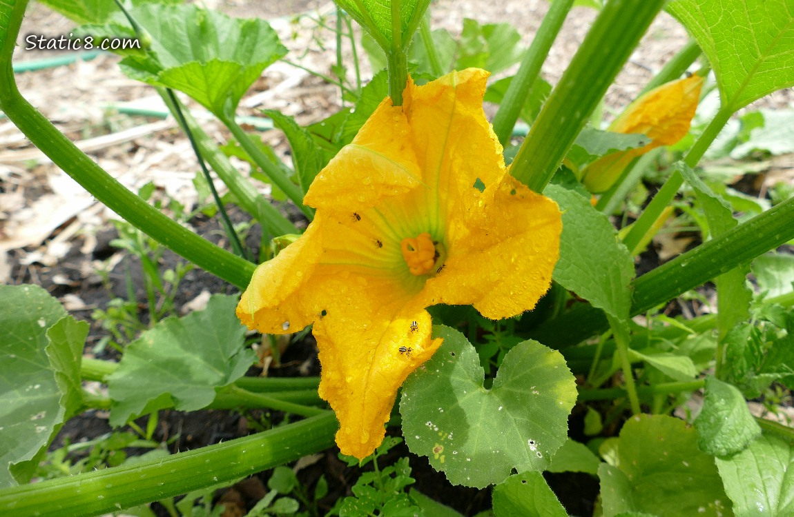 Bugs on a squash bloom