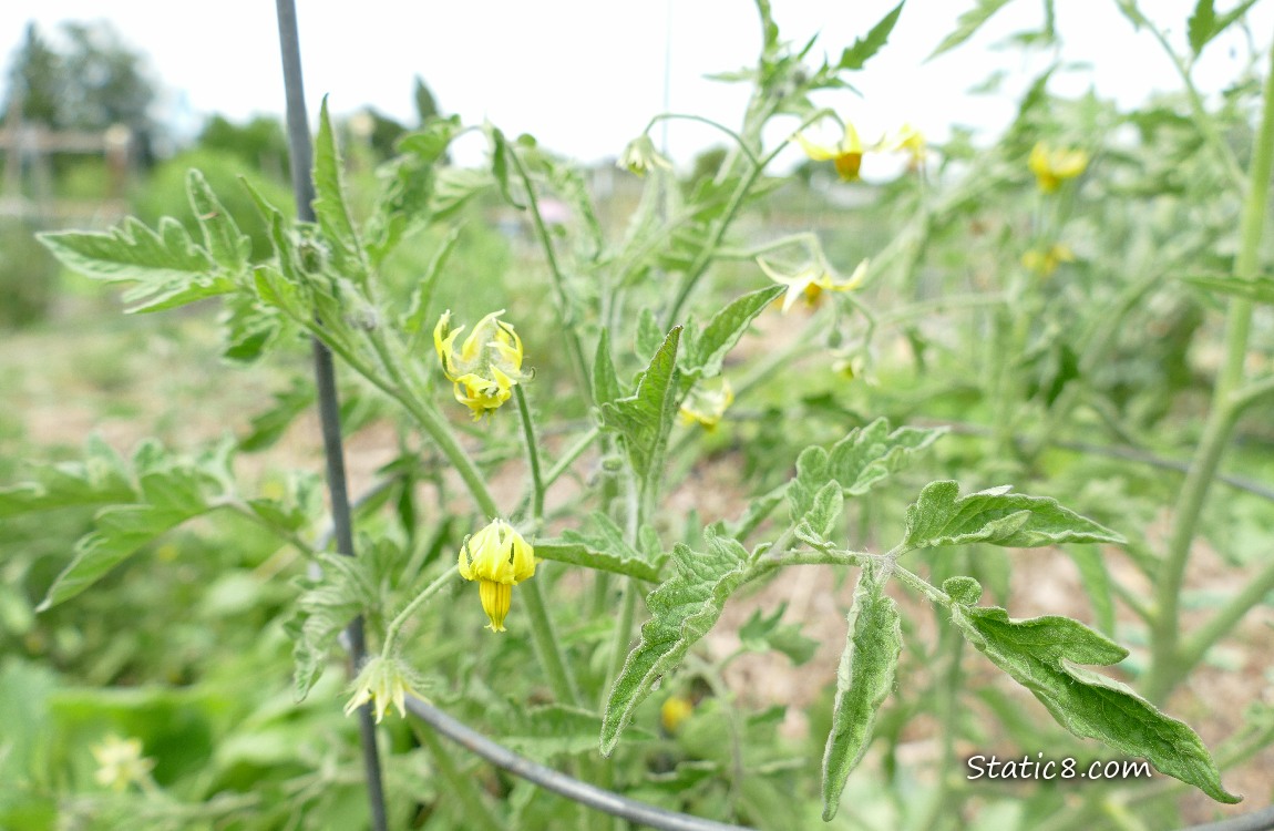 Blooms on a tomato plant