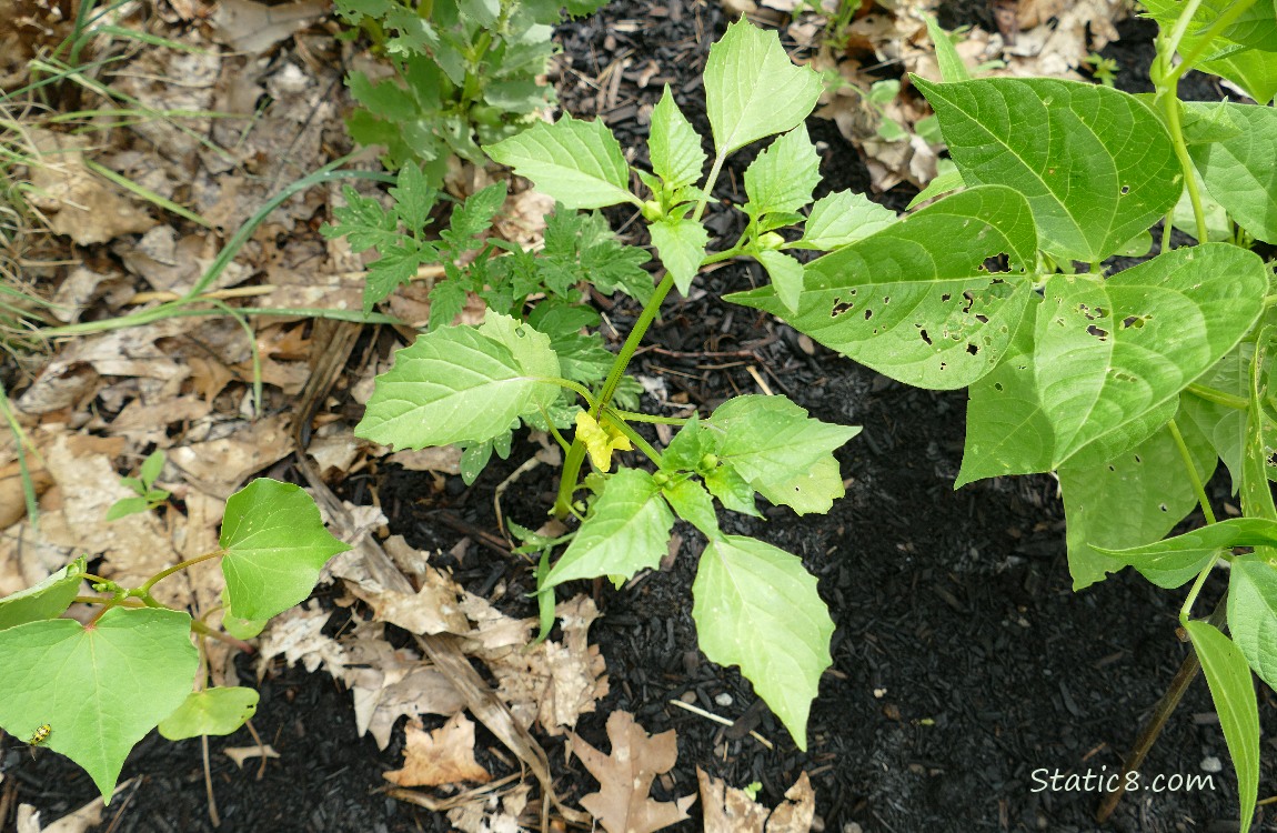 Tomatillo plant growing in the dirt