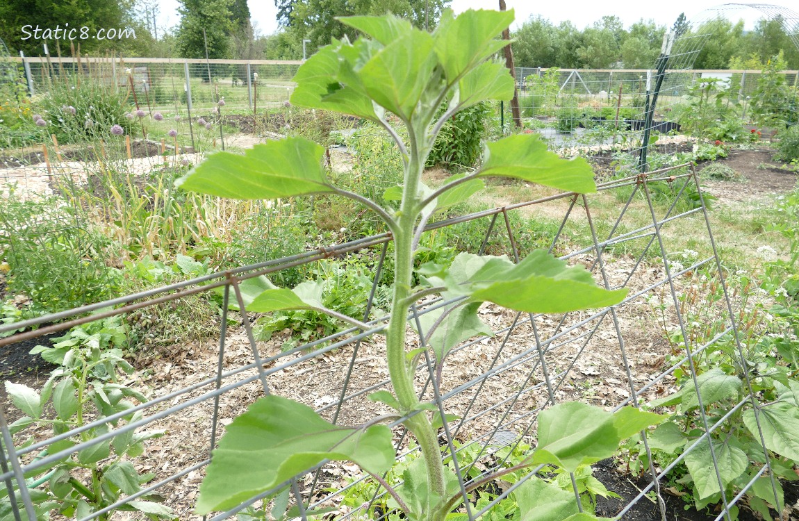 Sunflower growing in a garden plot