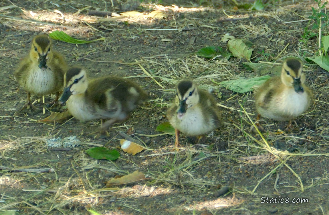 Four ducklings walking on the ground