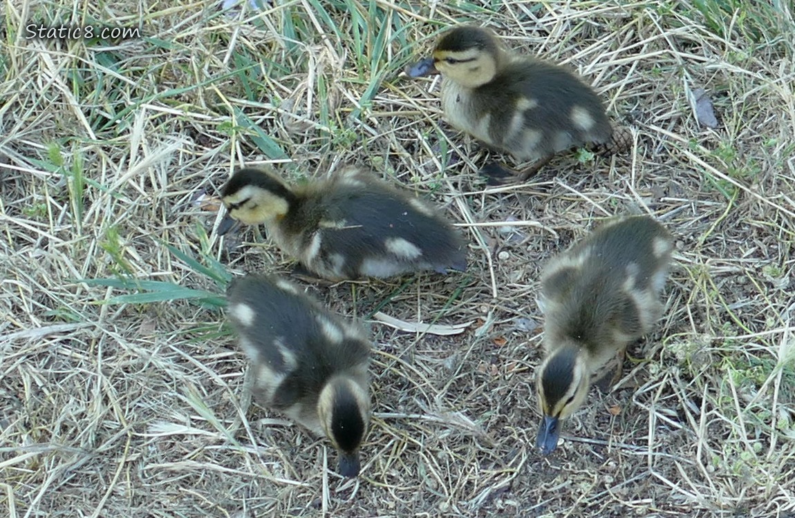Four ducklings in the grass