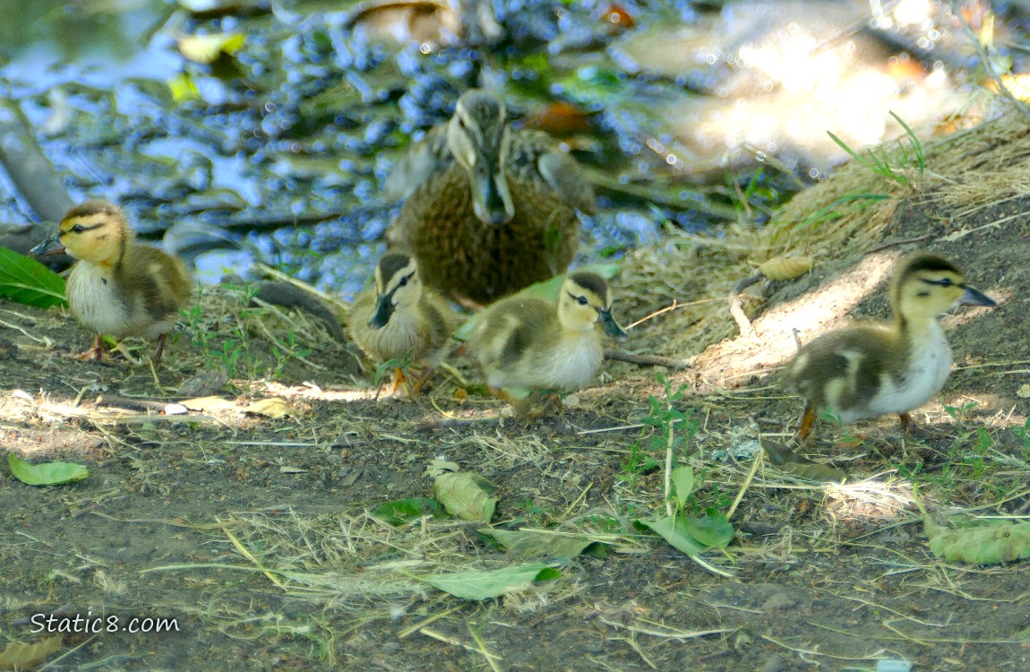 Four ducklings and Mama Mallard walking up the bank