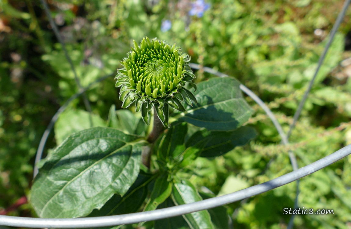 Looking down at an Echinacea bud