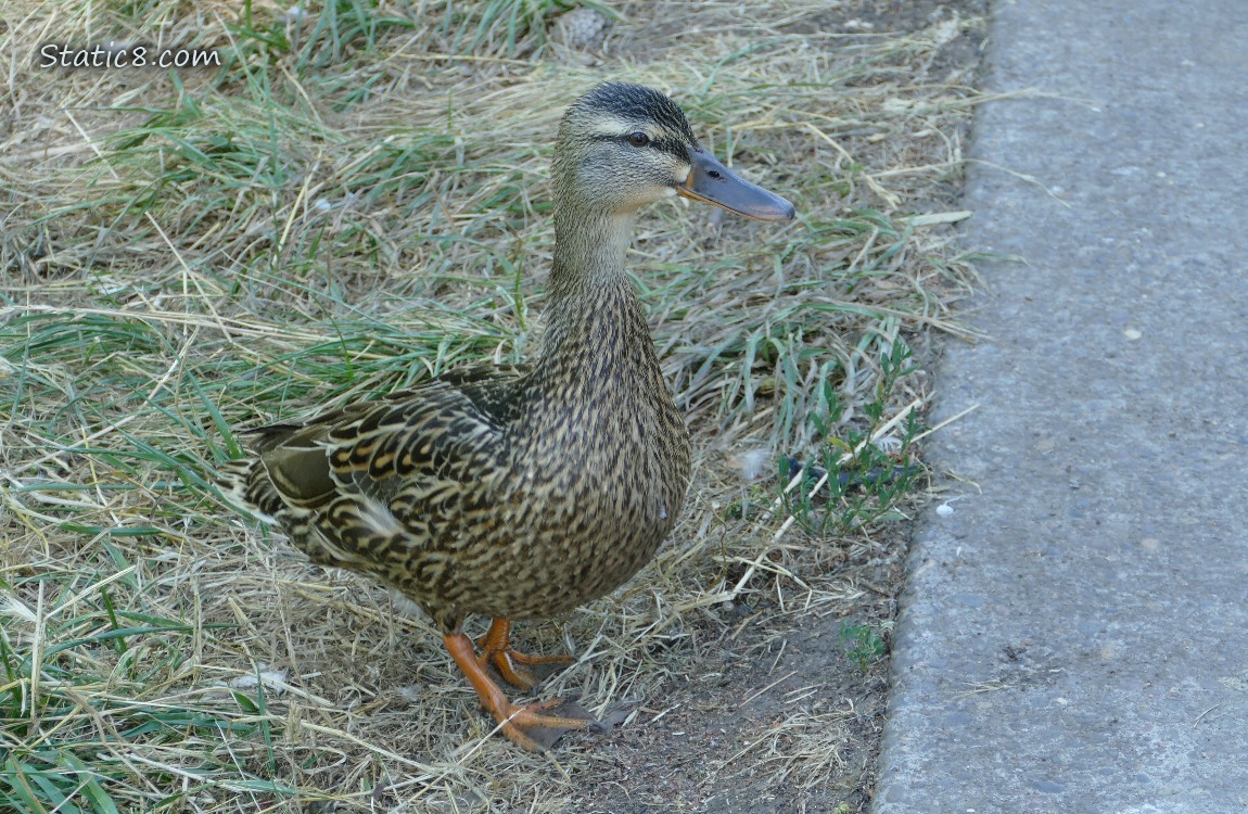 Mama Mallard standing in the grass next to the path