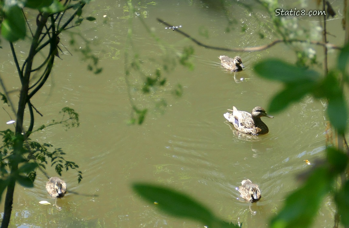 Mama Mallard and three ducklings paddling on the water past some bushs