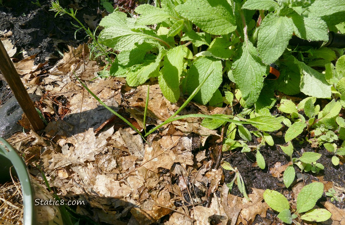 Garden plot