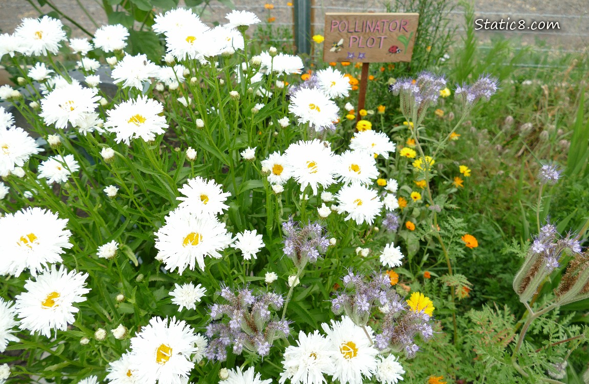 Daisies and other flowers