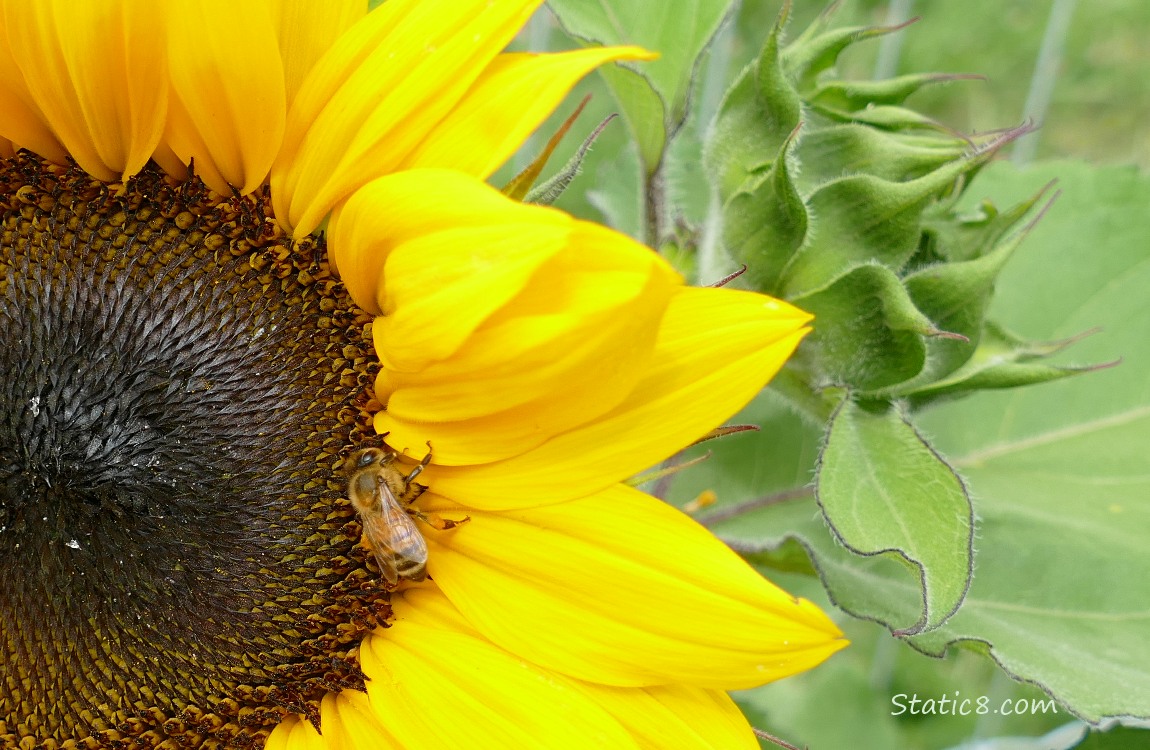 Honey Bee on a sunflower bloom