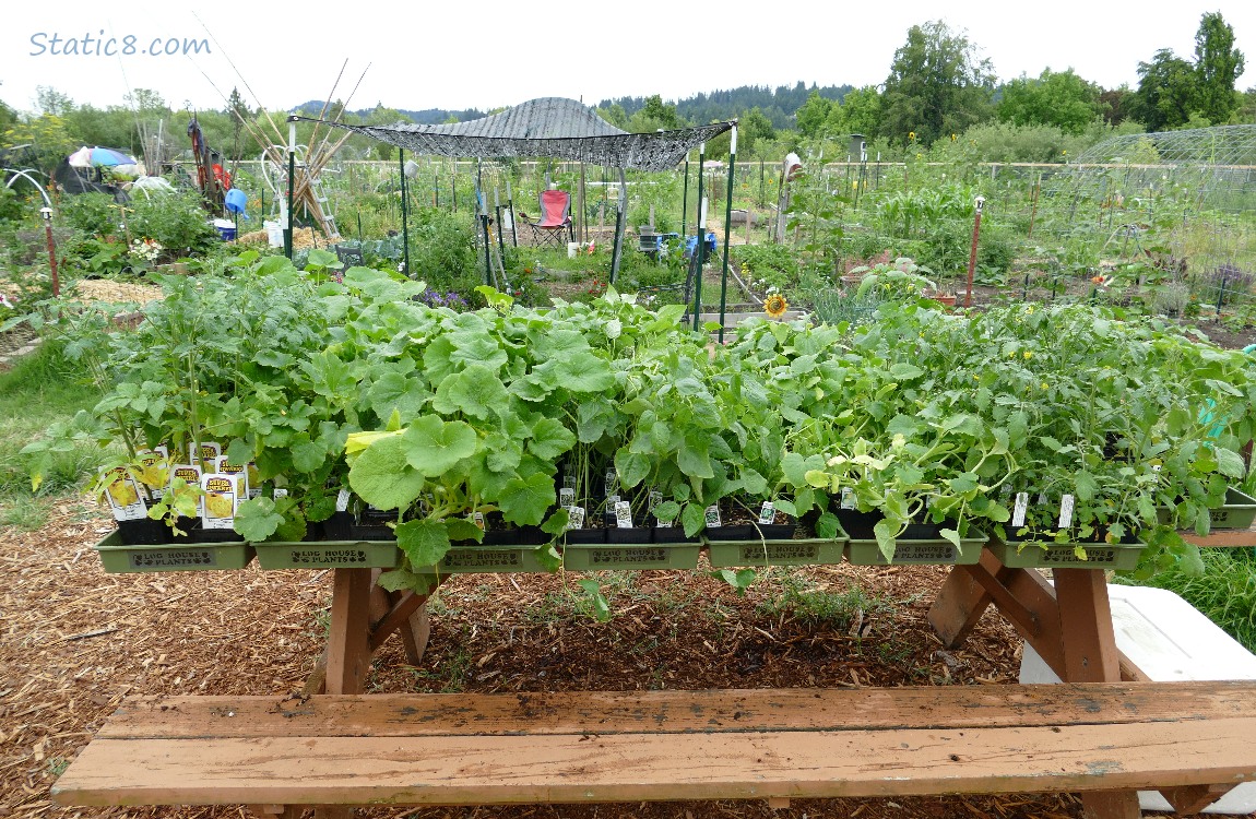Veggie starts on a wood picnic table
