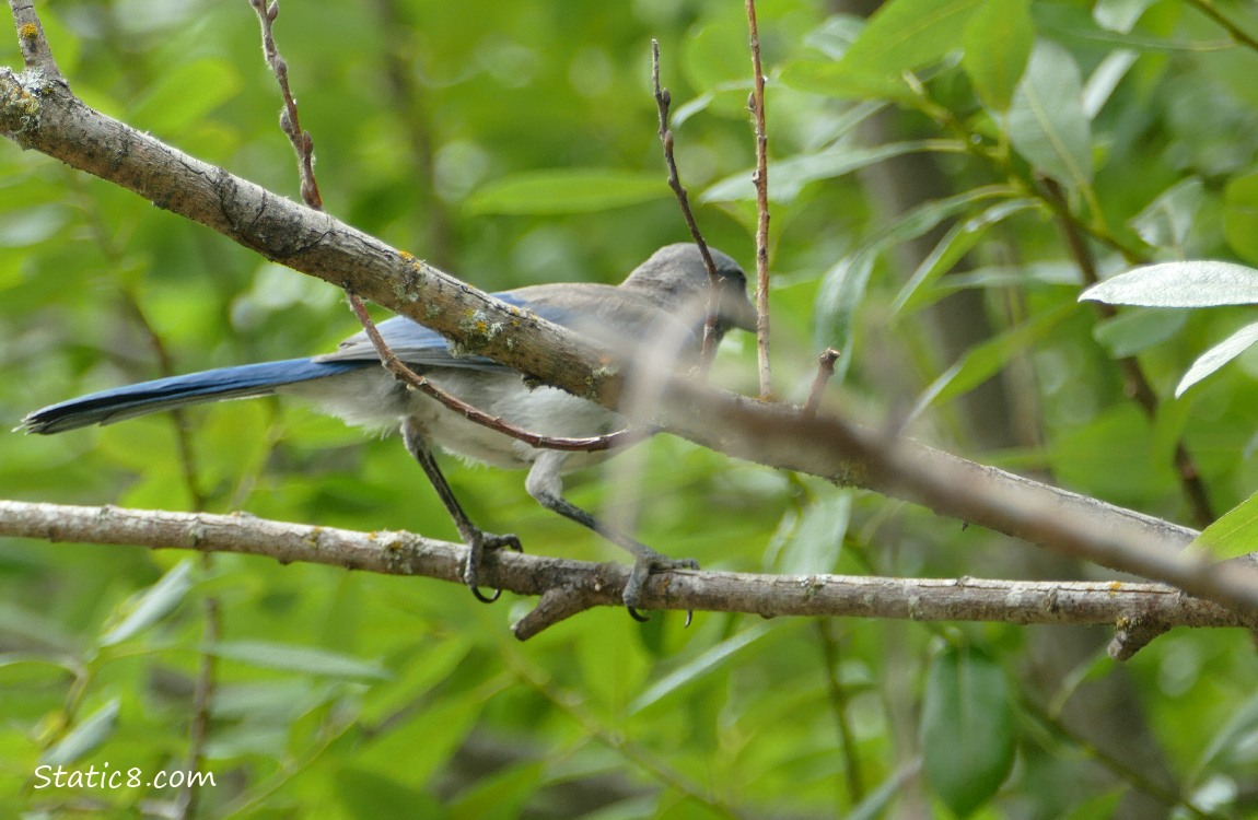 Scrub Jay standing behind a stick