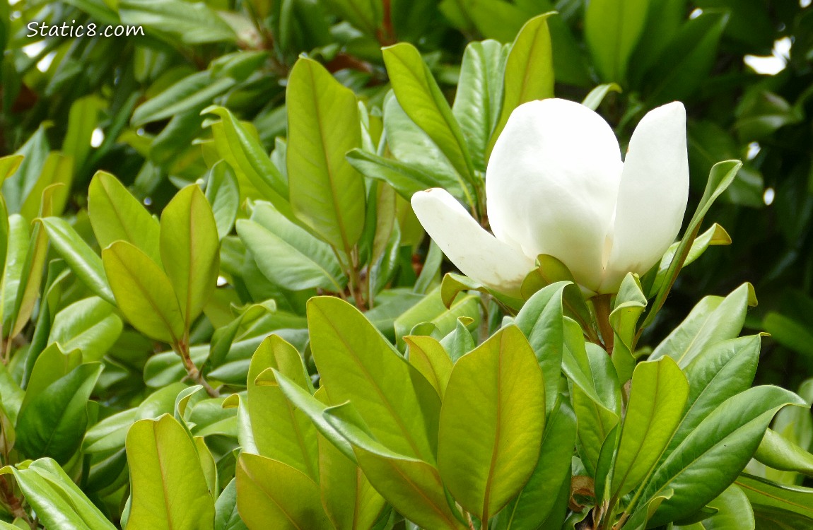 Southern Magnolia bloom surrounded by the leaves of the tree