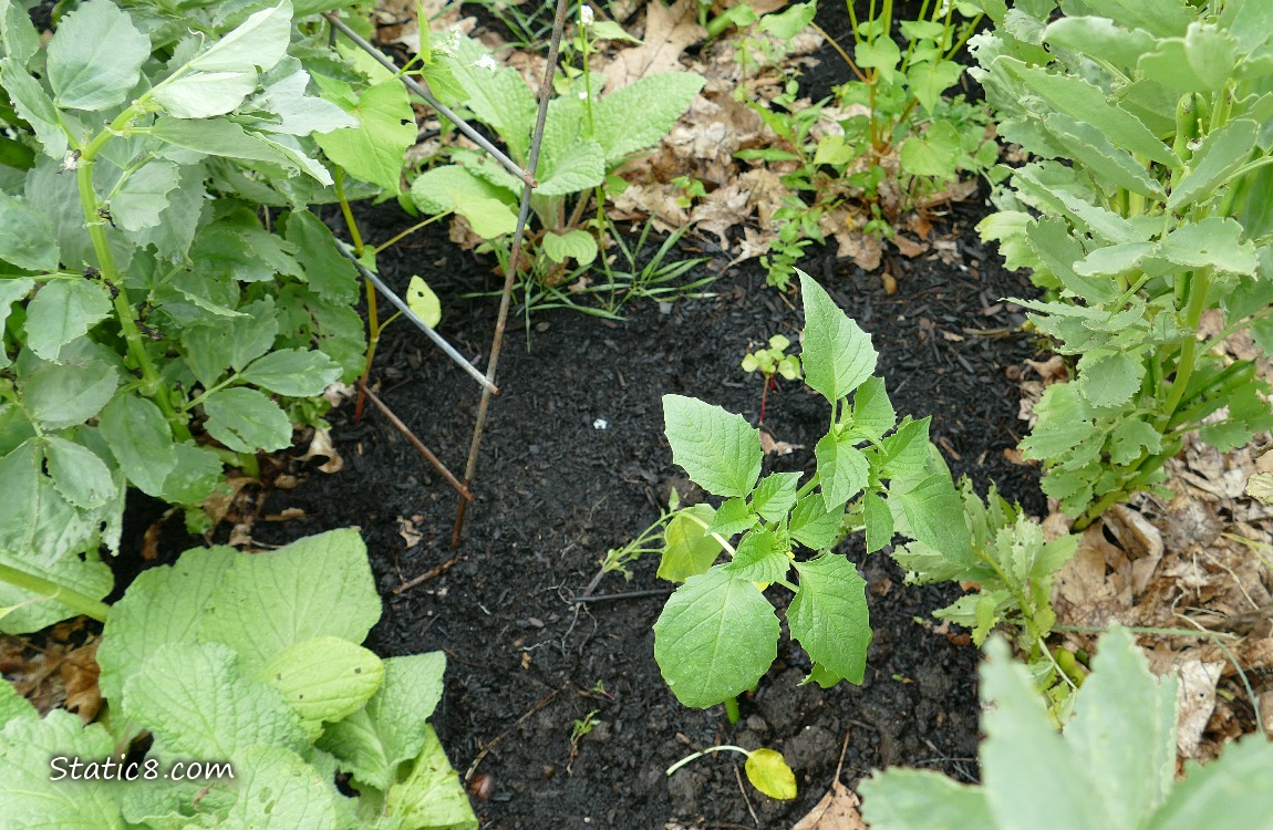 Looking down at a tomatillo plant growing in the dirt