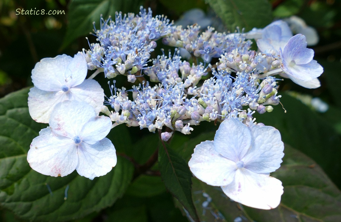 Pale blue Hydrangea blooms and buds