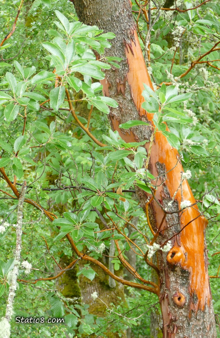 Close up of Madrone tree trunk