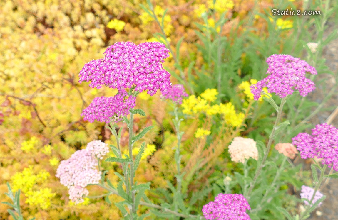 Pink flowers in front of yellow flowers