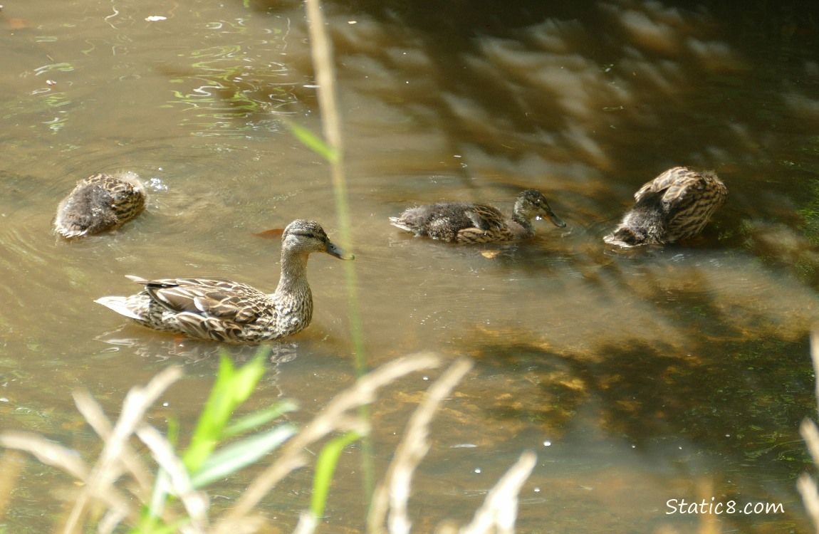 Three part grown ducklings and Mama Mallard paddling on the water