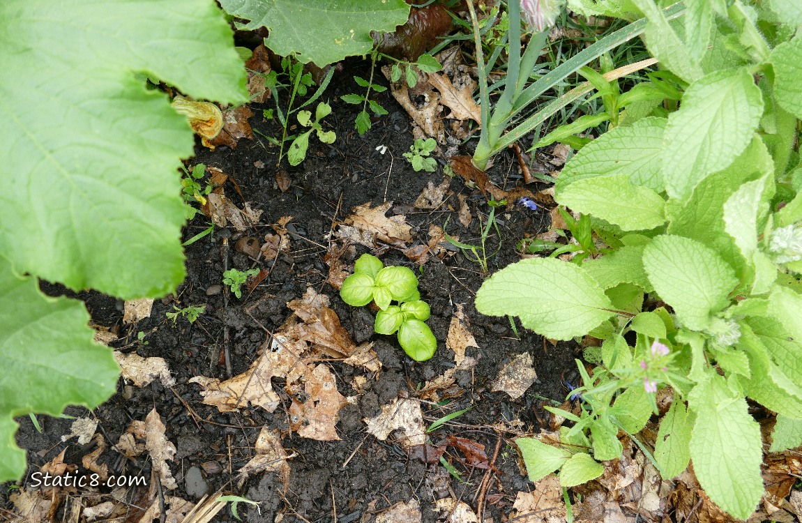 Basil seedlings growing in the dirt, surrounded by other plants